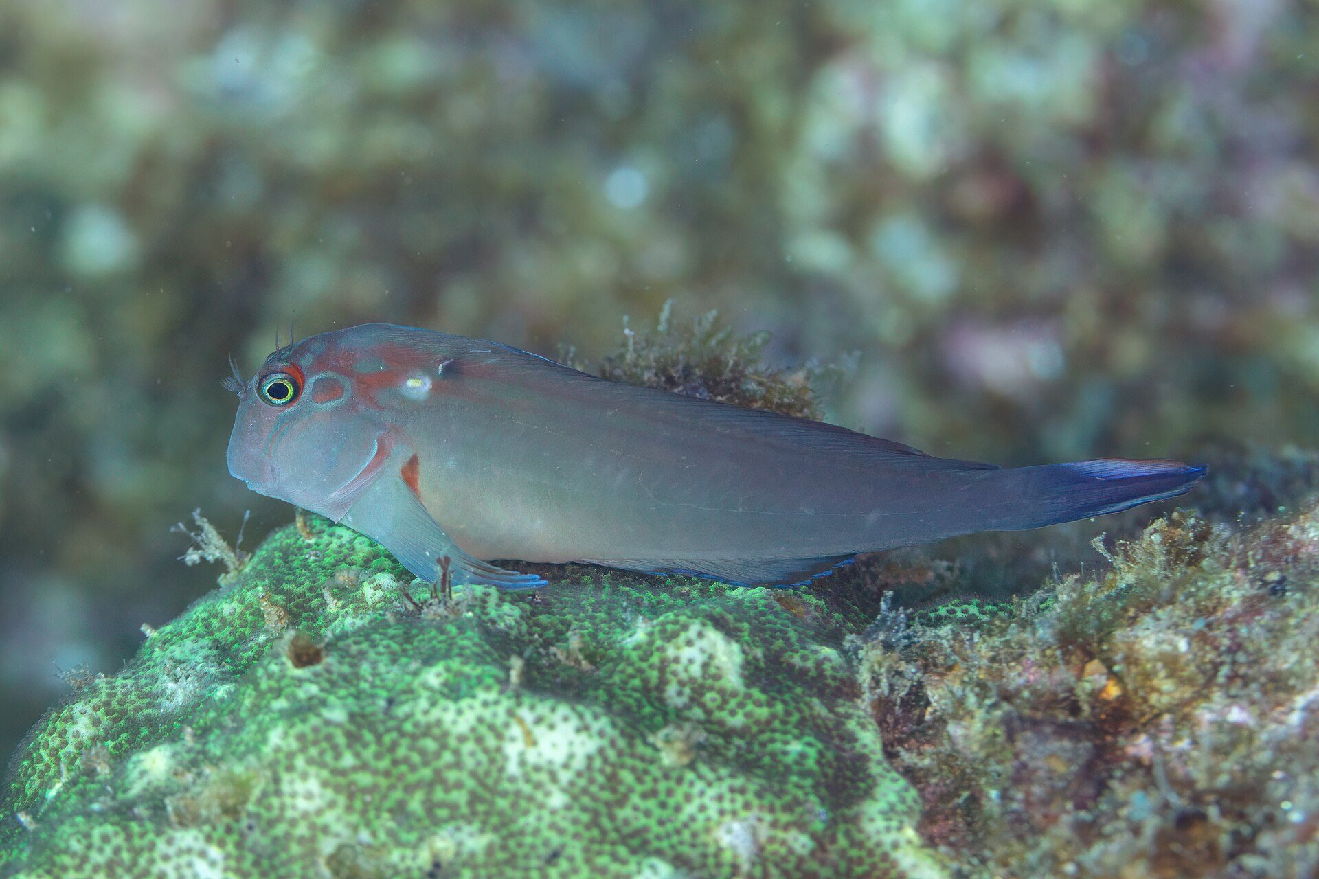 Underwater scene with a fish resting on a coral reef.