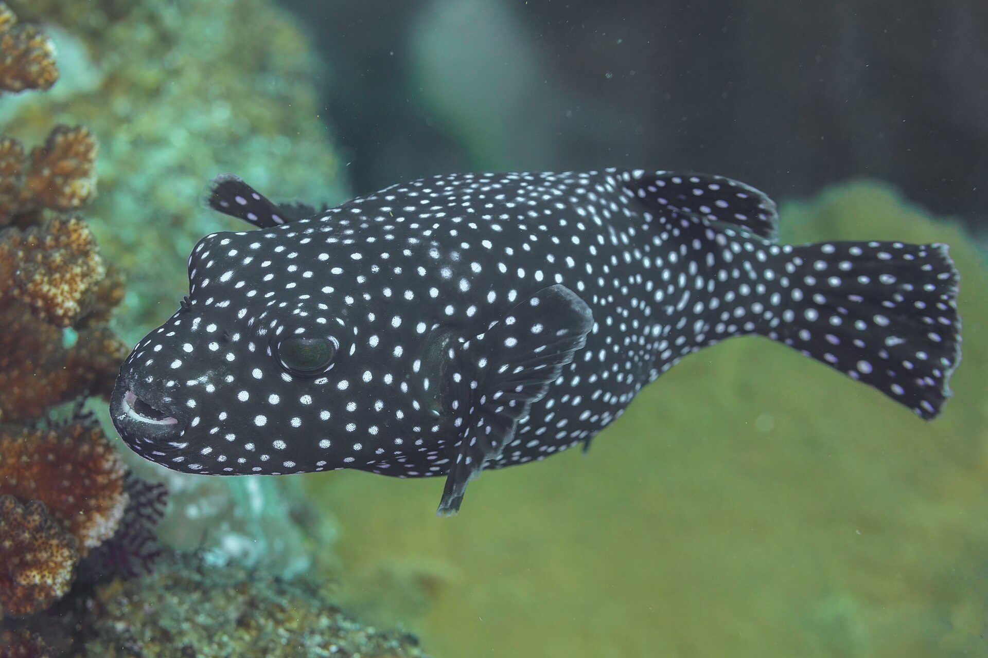 Underwater photo of a black fish with white spots swimming near coral reef.