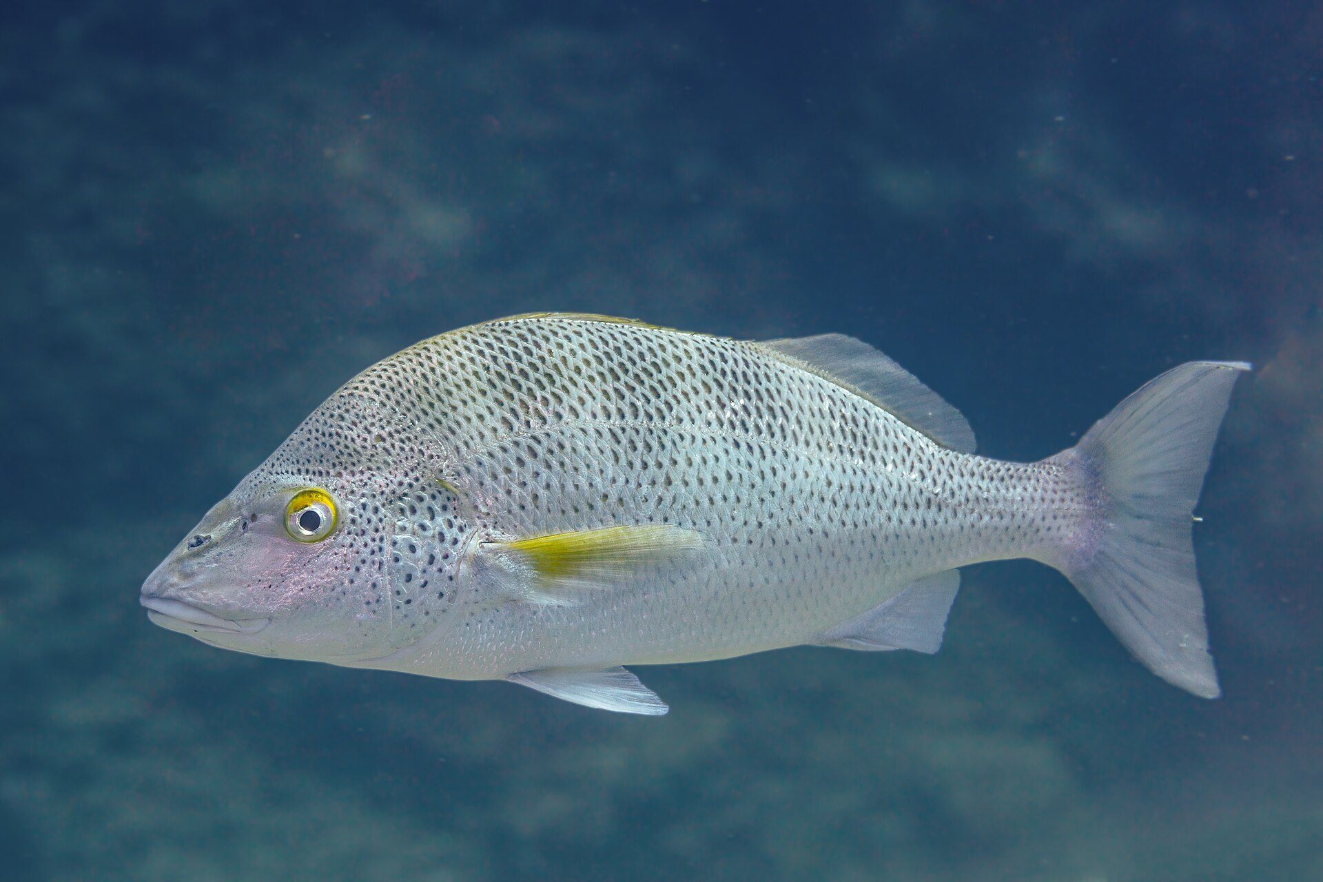 Underwater view of a speckled fish swimming in a clear blue ocean.