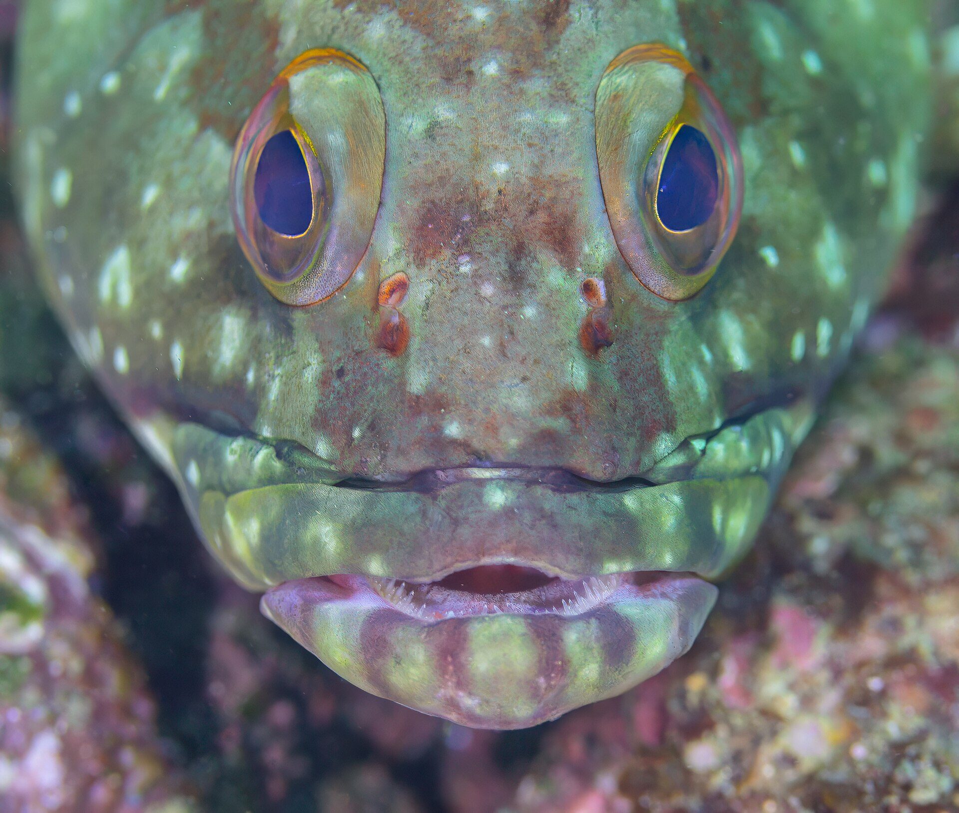 Underwater view of a fish with large eyes and textured skin.
