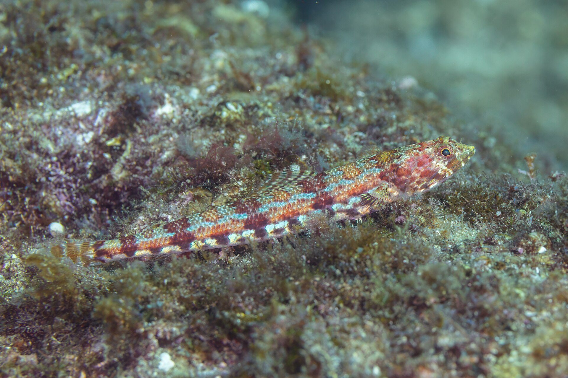 Underwater scene with a colorful fish swimming near coral reef.