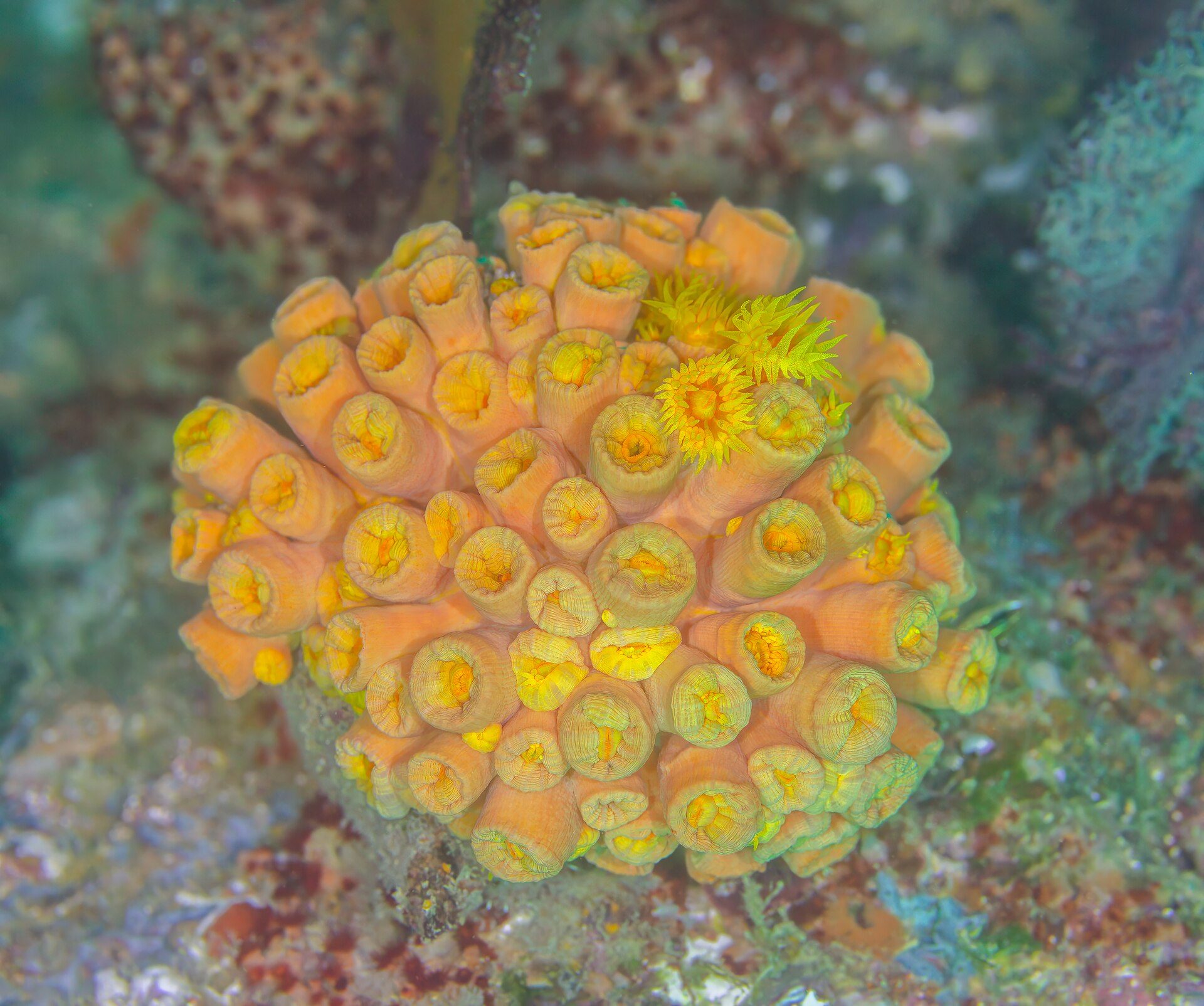Underwater scene featuring a vibrant orange sea anemone with yellow tips.