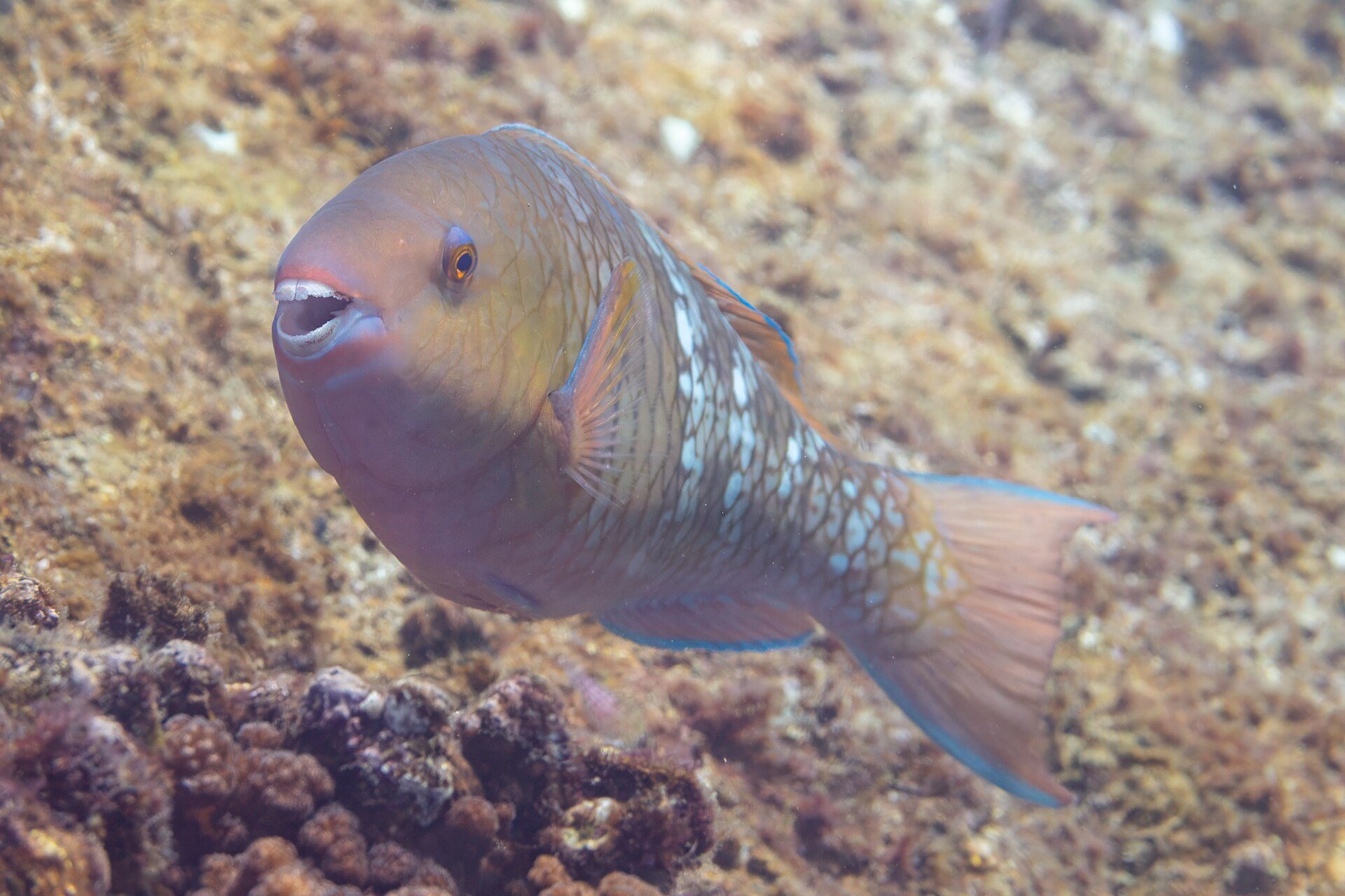 Underwater scene featuring a colorful fish swimming near a coral reef.