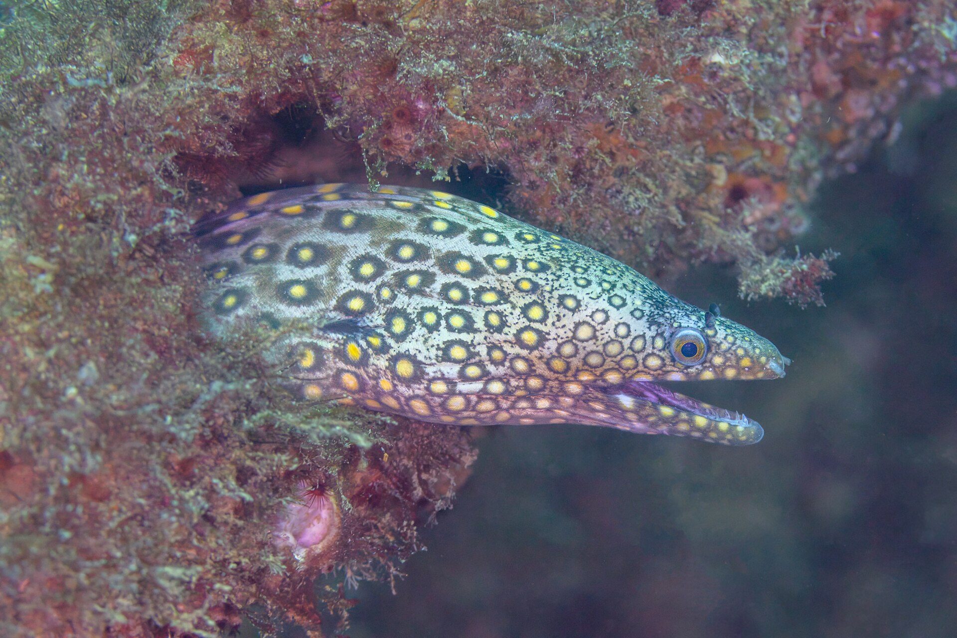 A speckled fish with yellow spots swims near a coral reef.