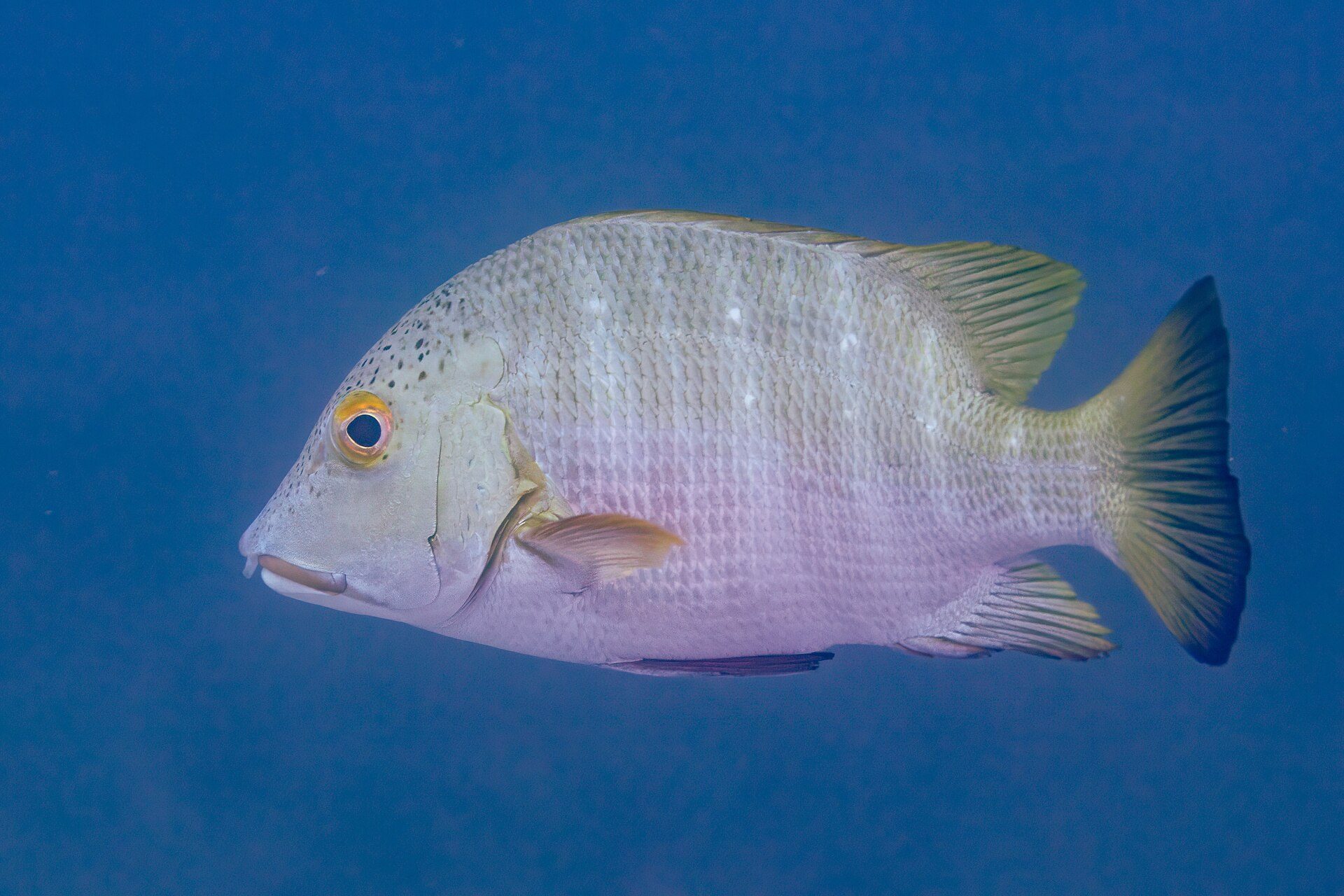 Underwater photo of a fish with a blue background.