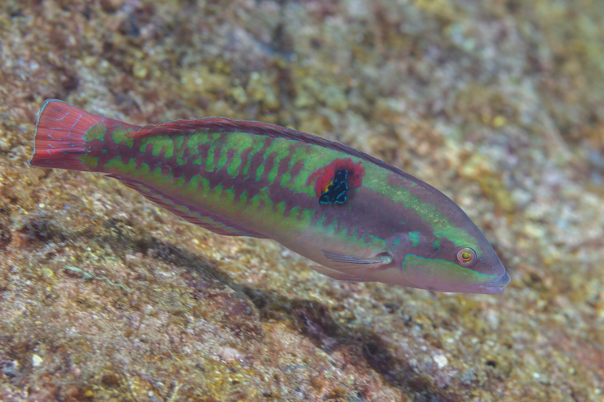 A vibrant fish with green and red stripes swims near a rocky underwater surface.
