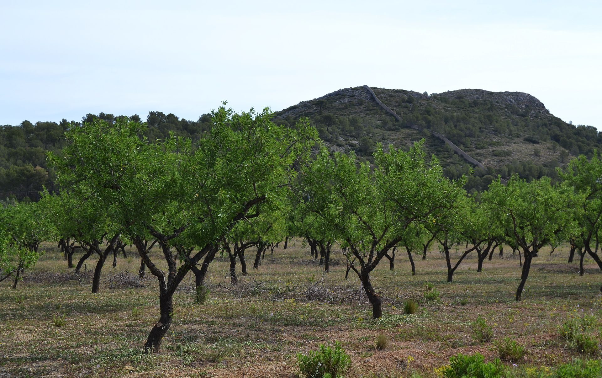 Alt text: "Lush olive grove view with mountain backdrop, serene and natural.