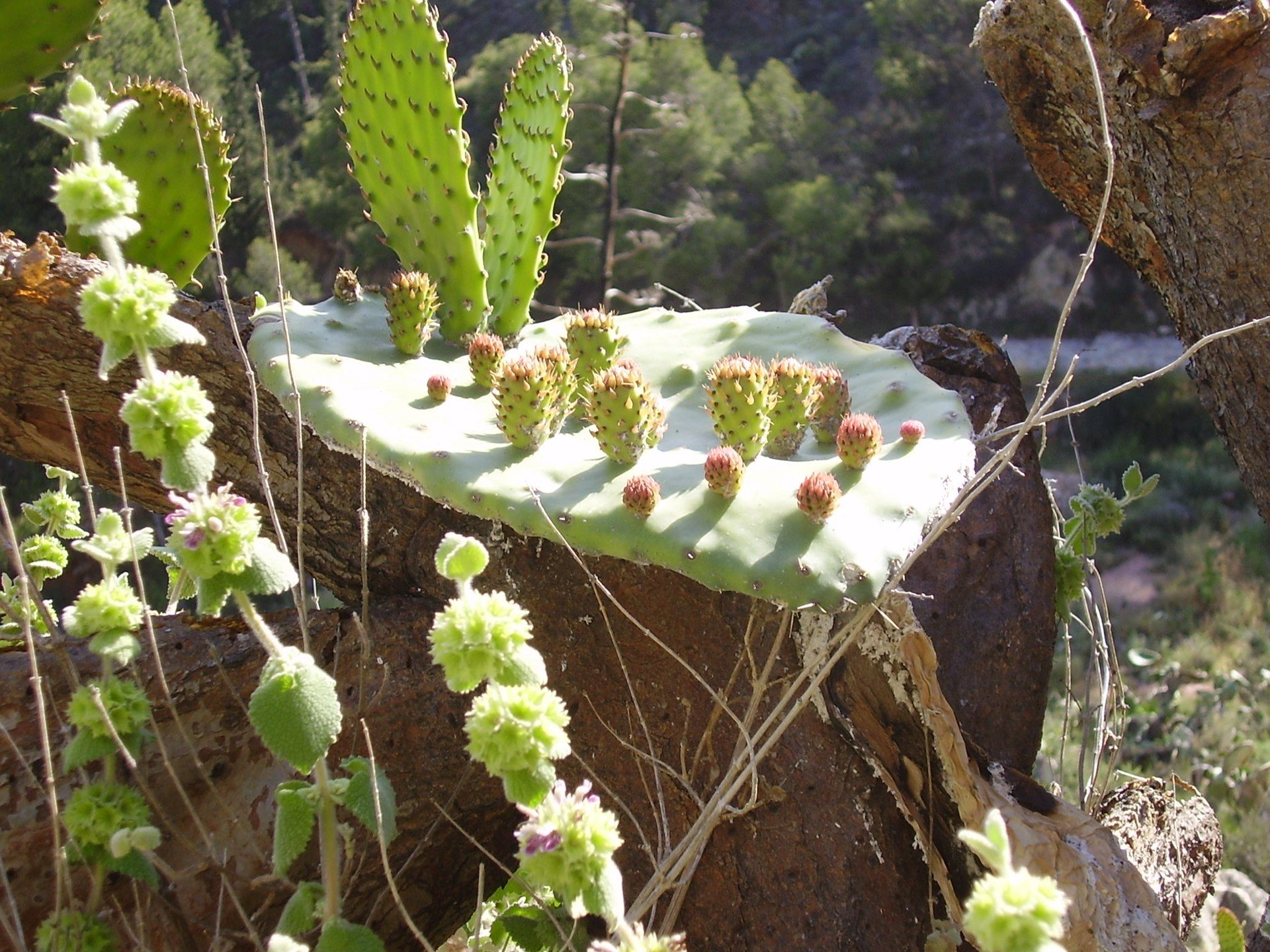 Alt text: A cactus garden with various cacti and succulents in a natural outdoor setting.