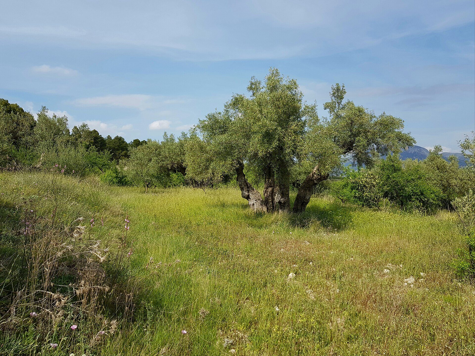 A serene field with a large olive tree, surrounded by wildflowers and distant hills.