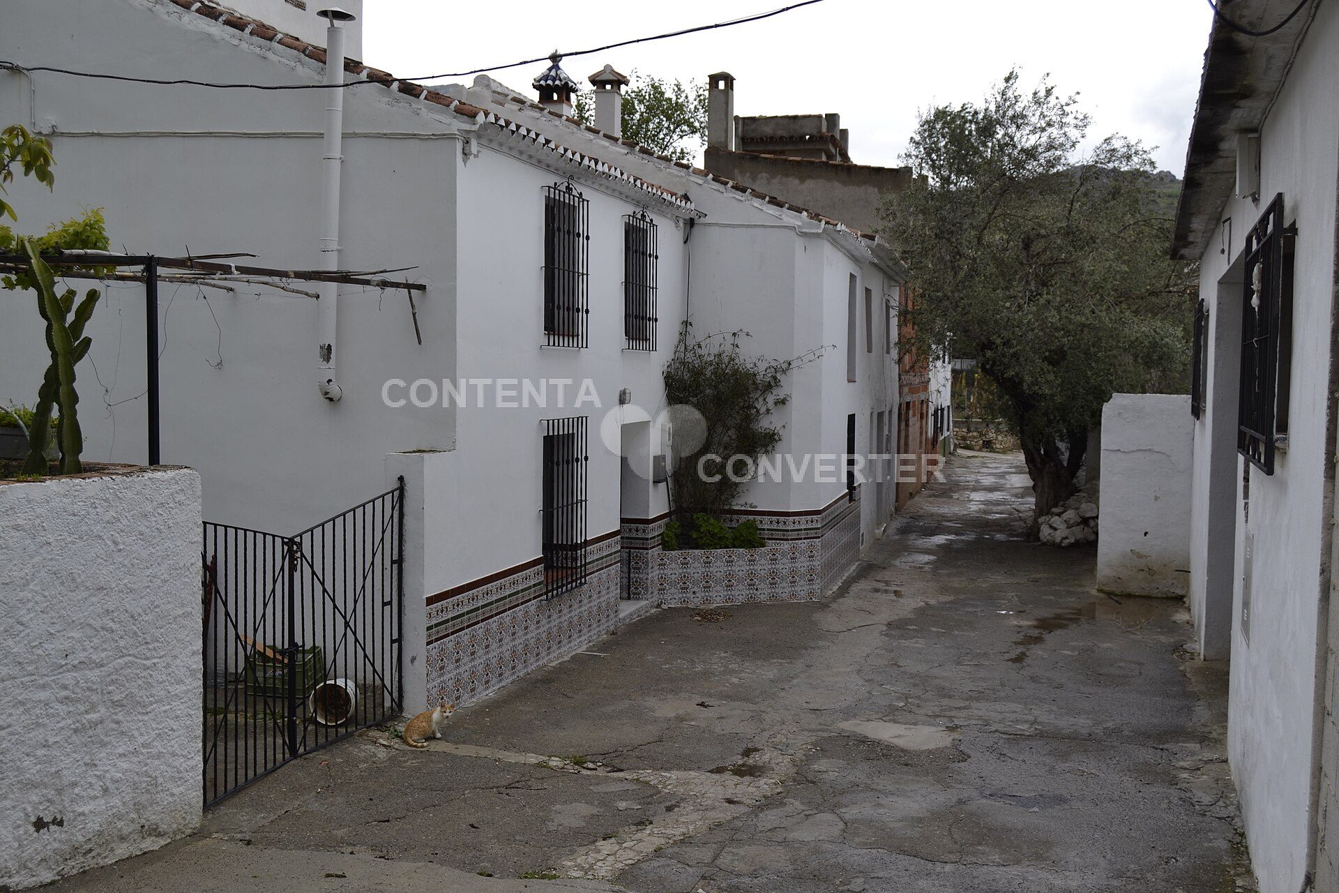 Narrow alley with white buildings, cactus, and a tree.