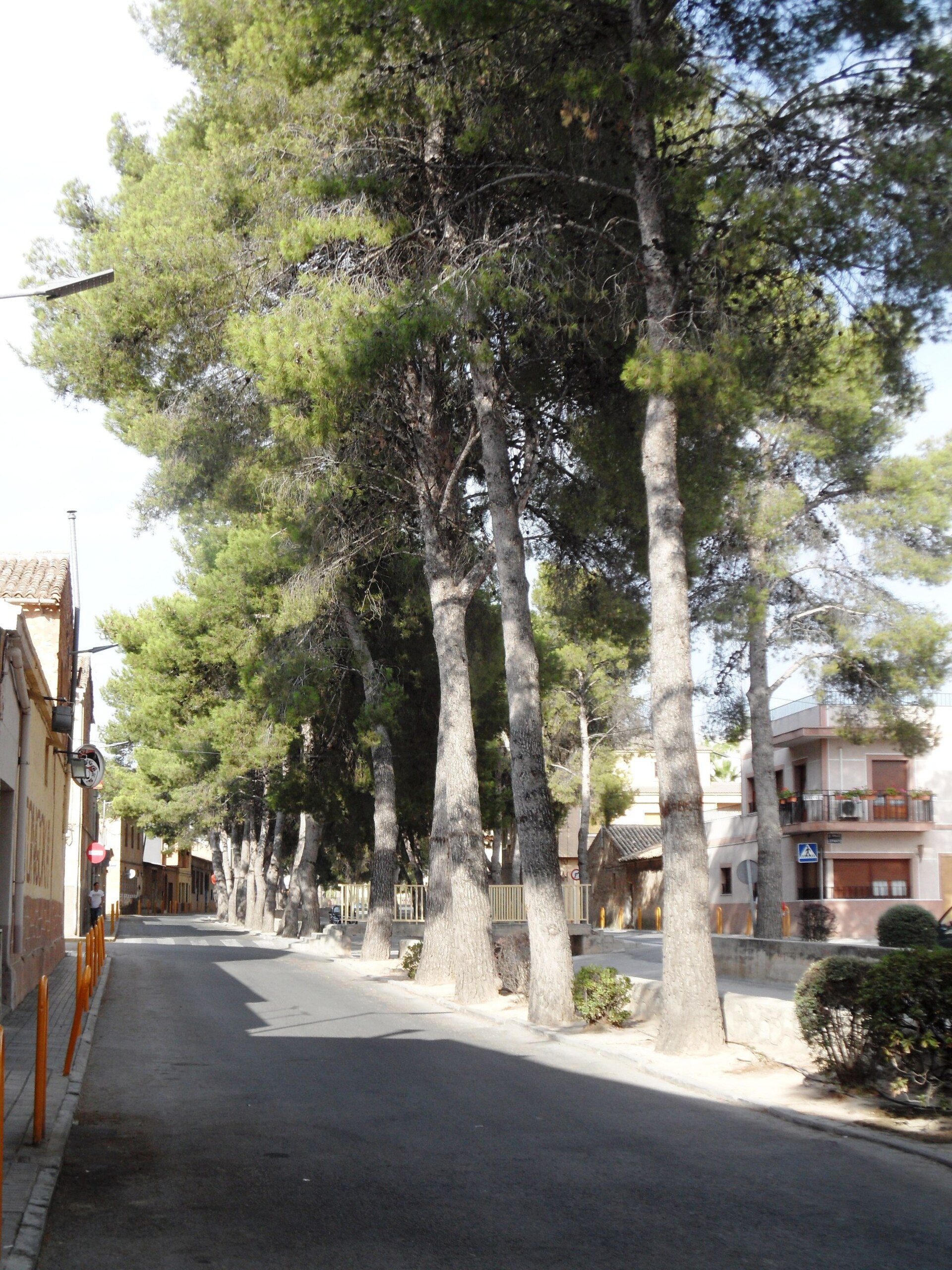 A serene street lined with tall pine trees, offering a peaceful and shaded walkway.