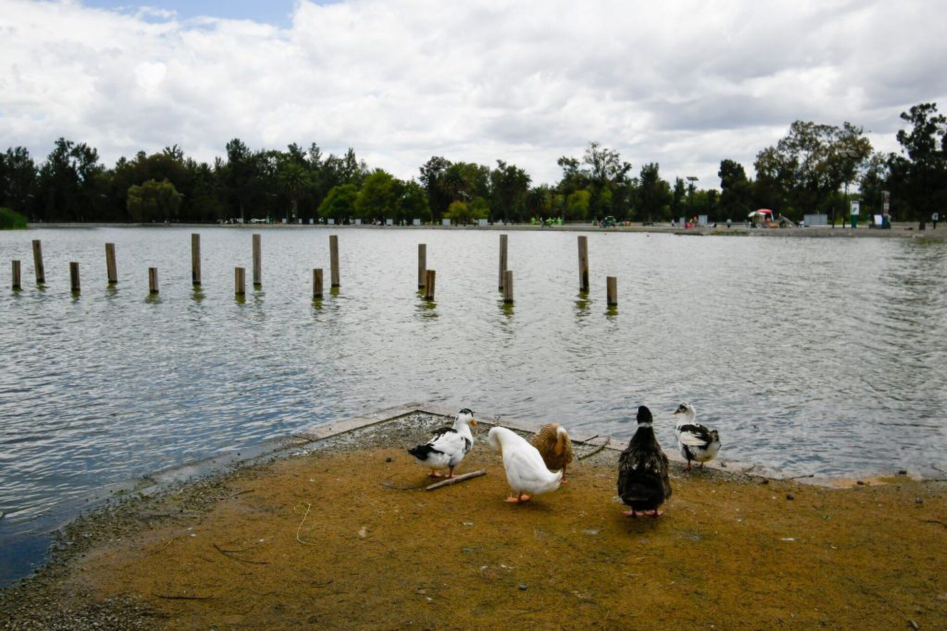 A group of ducks on a lakeside with a serene view of the water and trees.