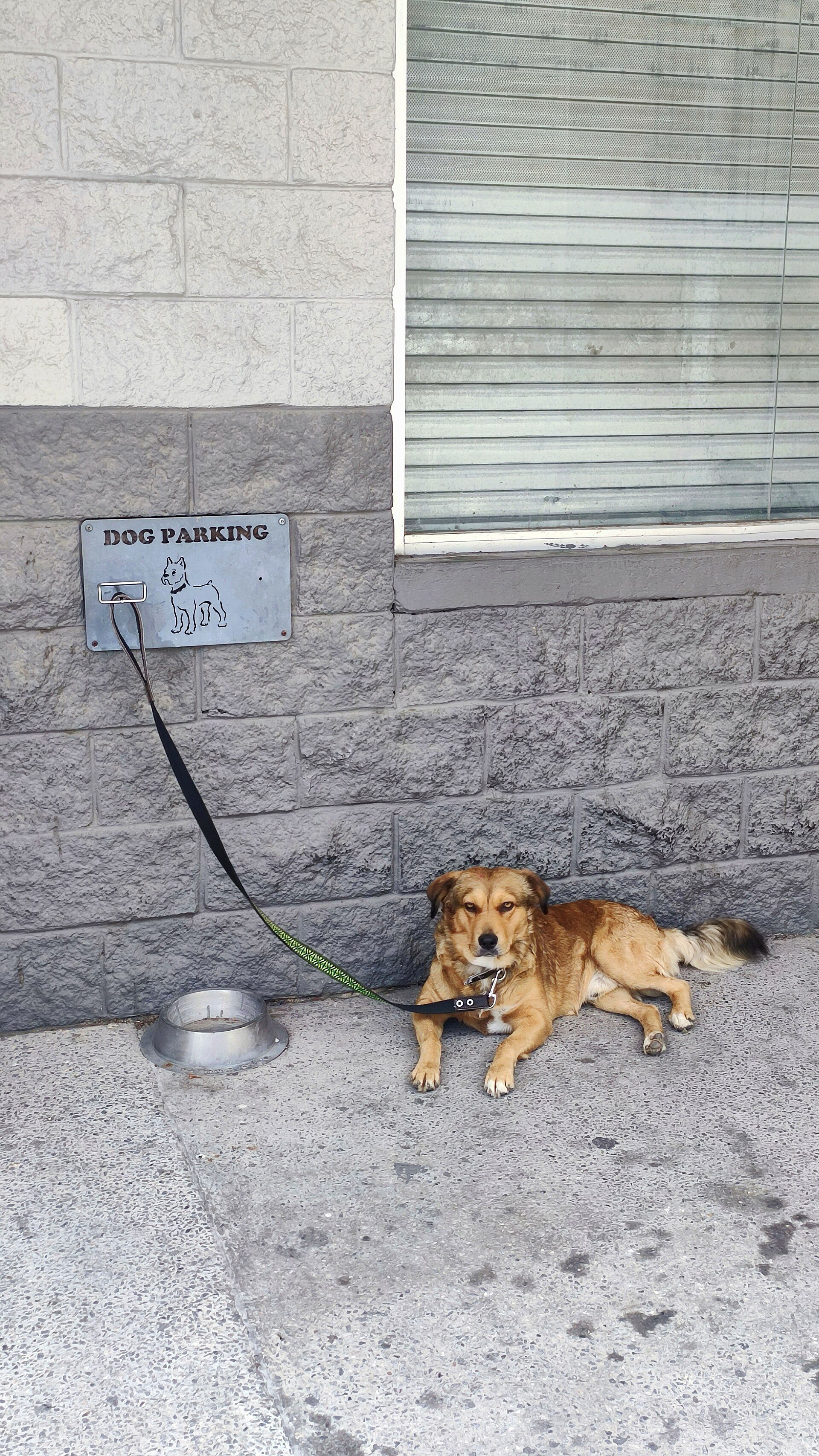 A dog is lying on a sidewalk next to a "Dog Parking" sign.