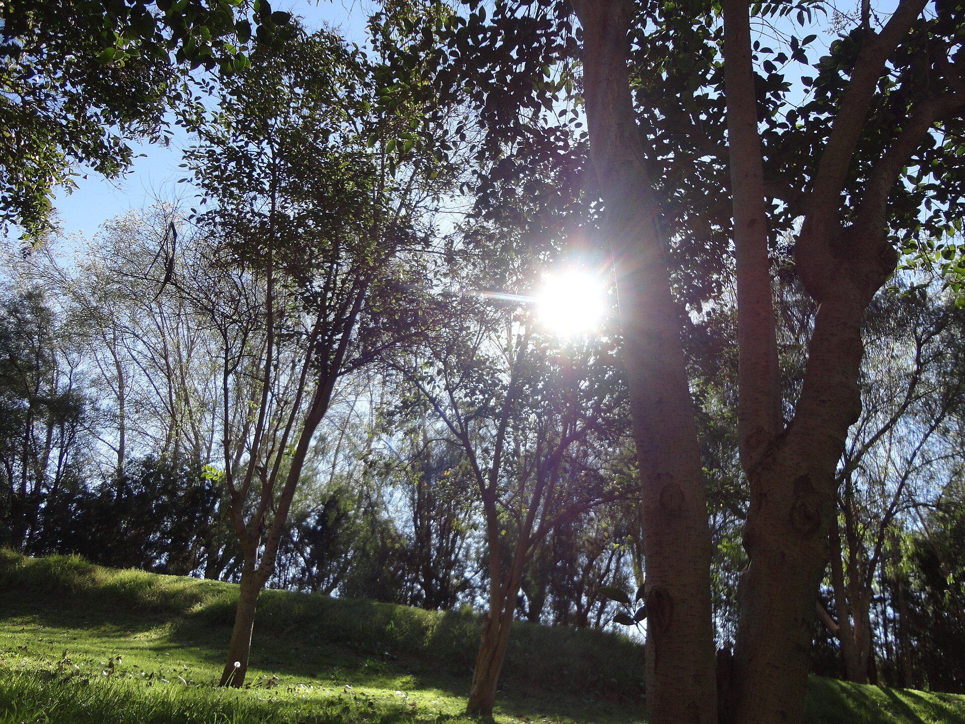 Sunlit park with trees and grass, perfect for relaxation and outdoor activities.