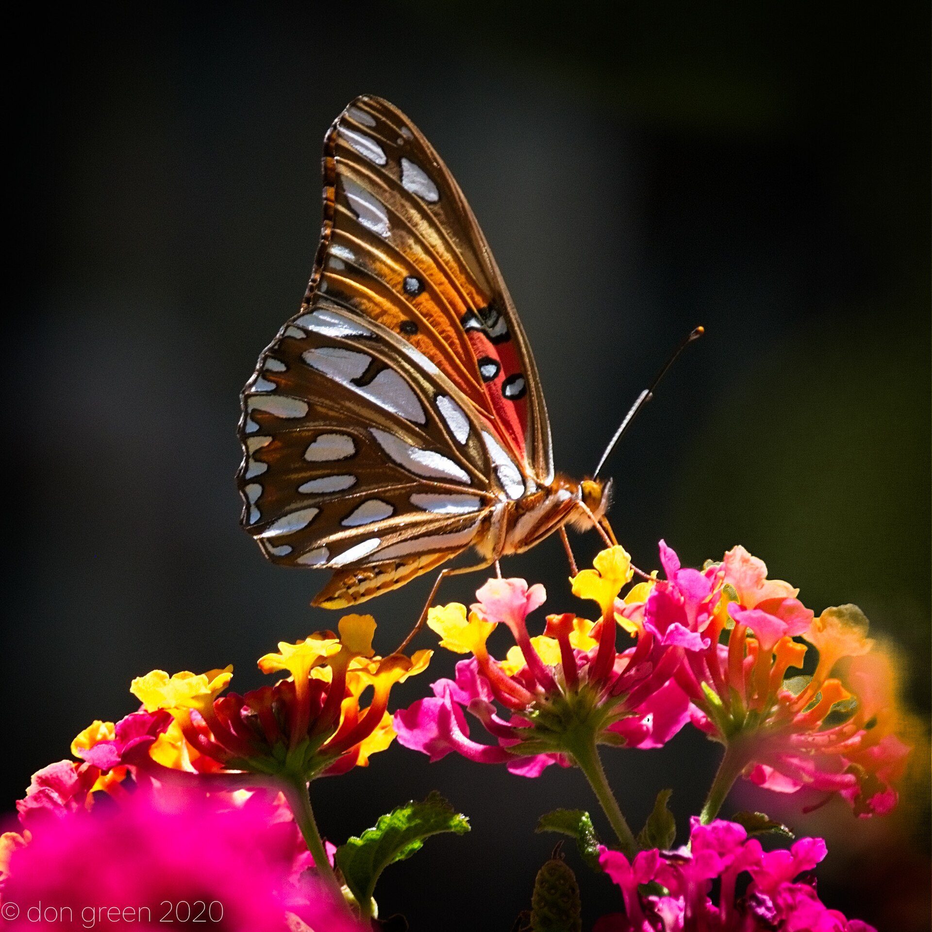 A butterfly with orange and white wings perched on vibrant pink and yellow flowers.