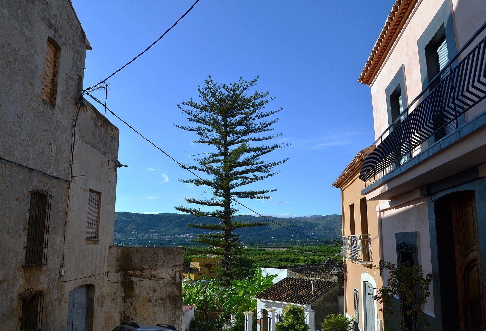 Carrer i arbre, Sanet i Negrals.