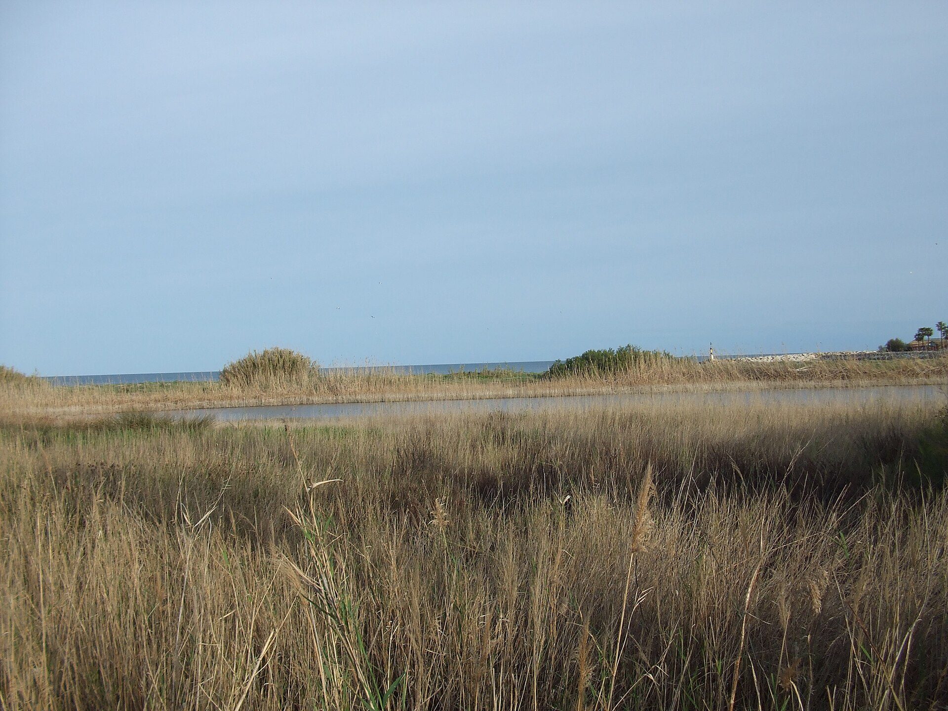 Coastal view with tall grasses and a serene ocean horizon.