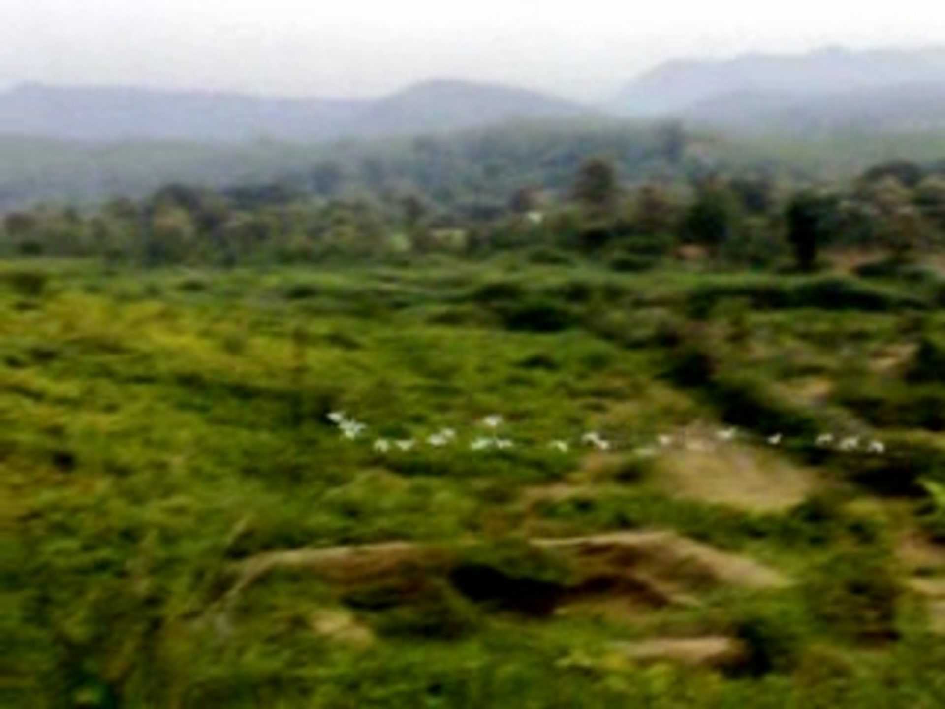 STORKS TRAVERSING THE PICTURESQUE CHOUGANIA VALLEY IN DEVGADH BARIA ON WAY TO TH