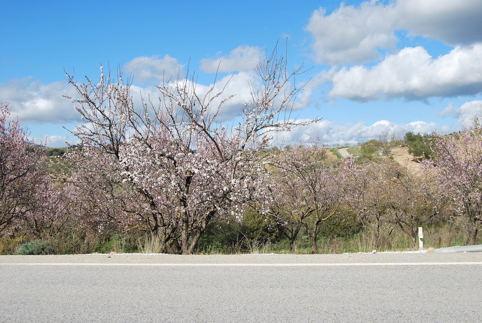 Blooming cherry trees with scenic countryside view, large windows, and cozy seating area.