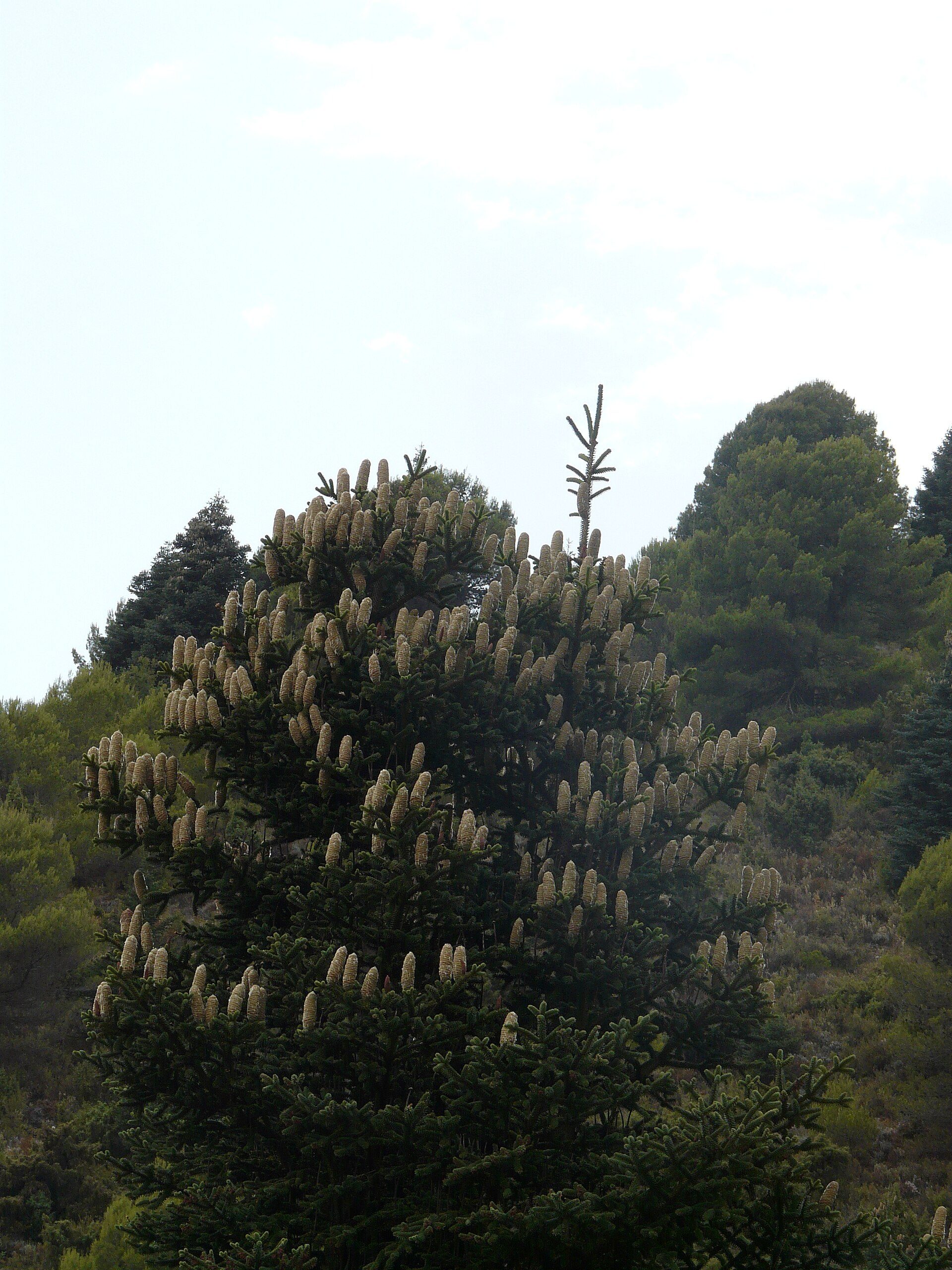 A large tree with white flowers and a hillside view.