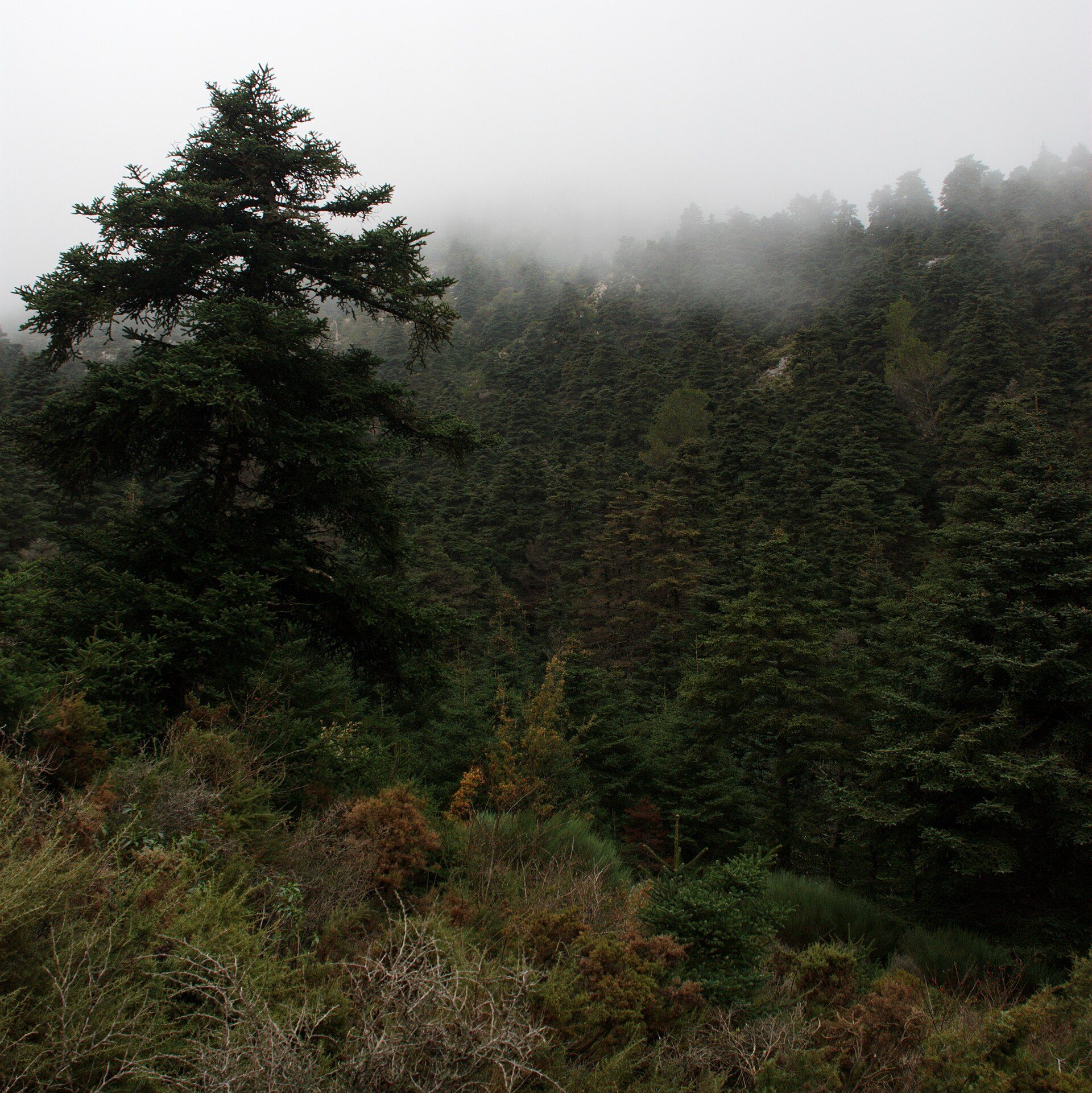 Forest view, cozy cabin, large windows, surrounded by lush greenery.