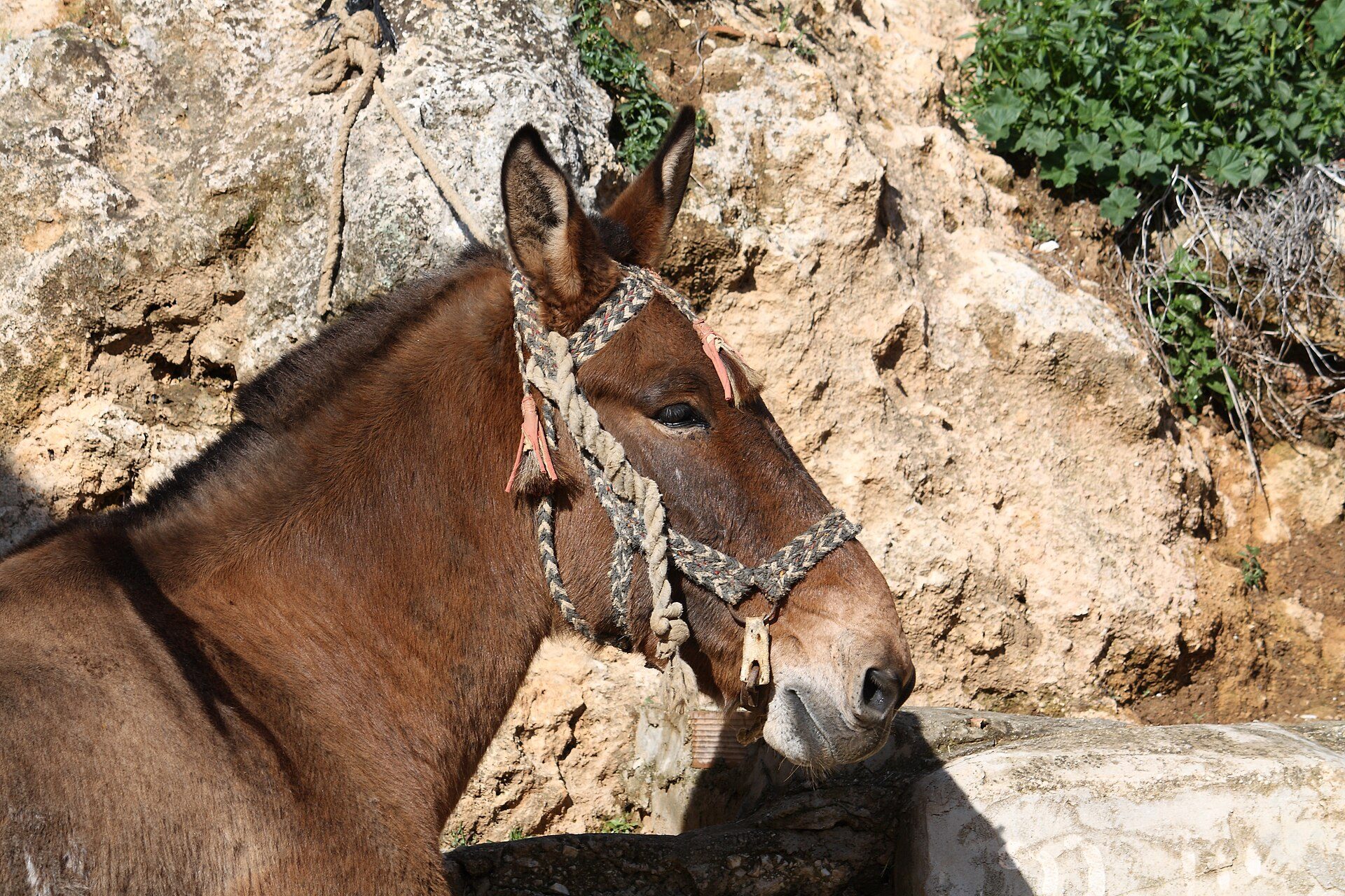 A donkey wearing a decorative harness stands near a rocky cliff.