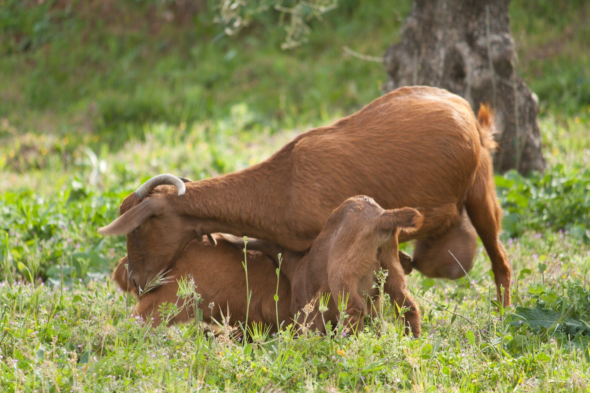 Alt text: A cozy bedroom with a scenic mountain view and modern decor.
