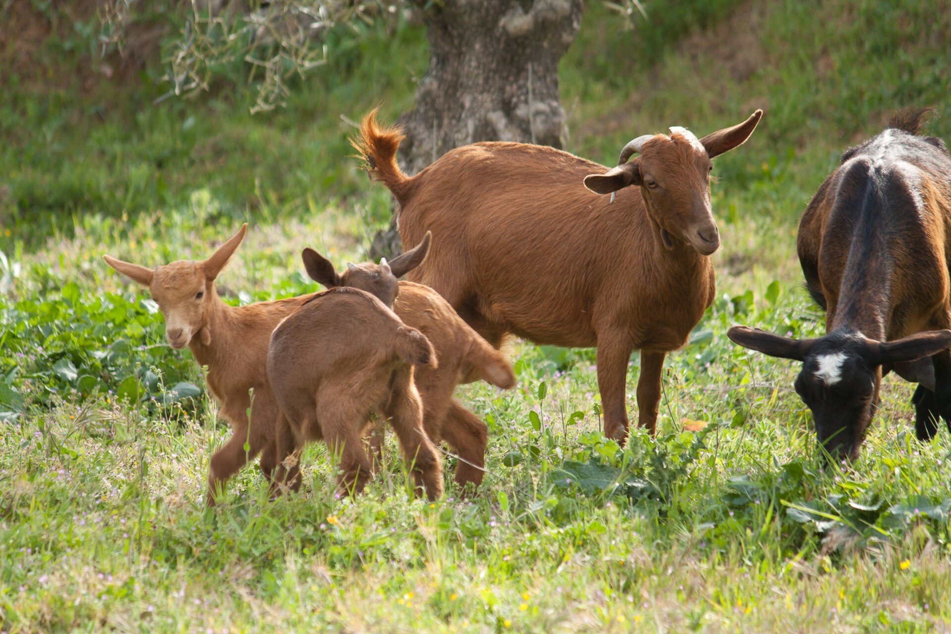 A group of goats grazing in a lush green field.