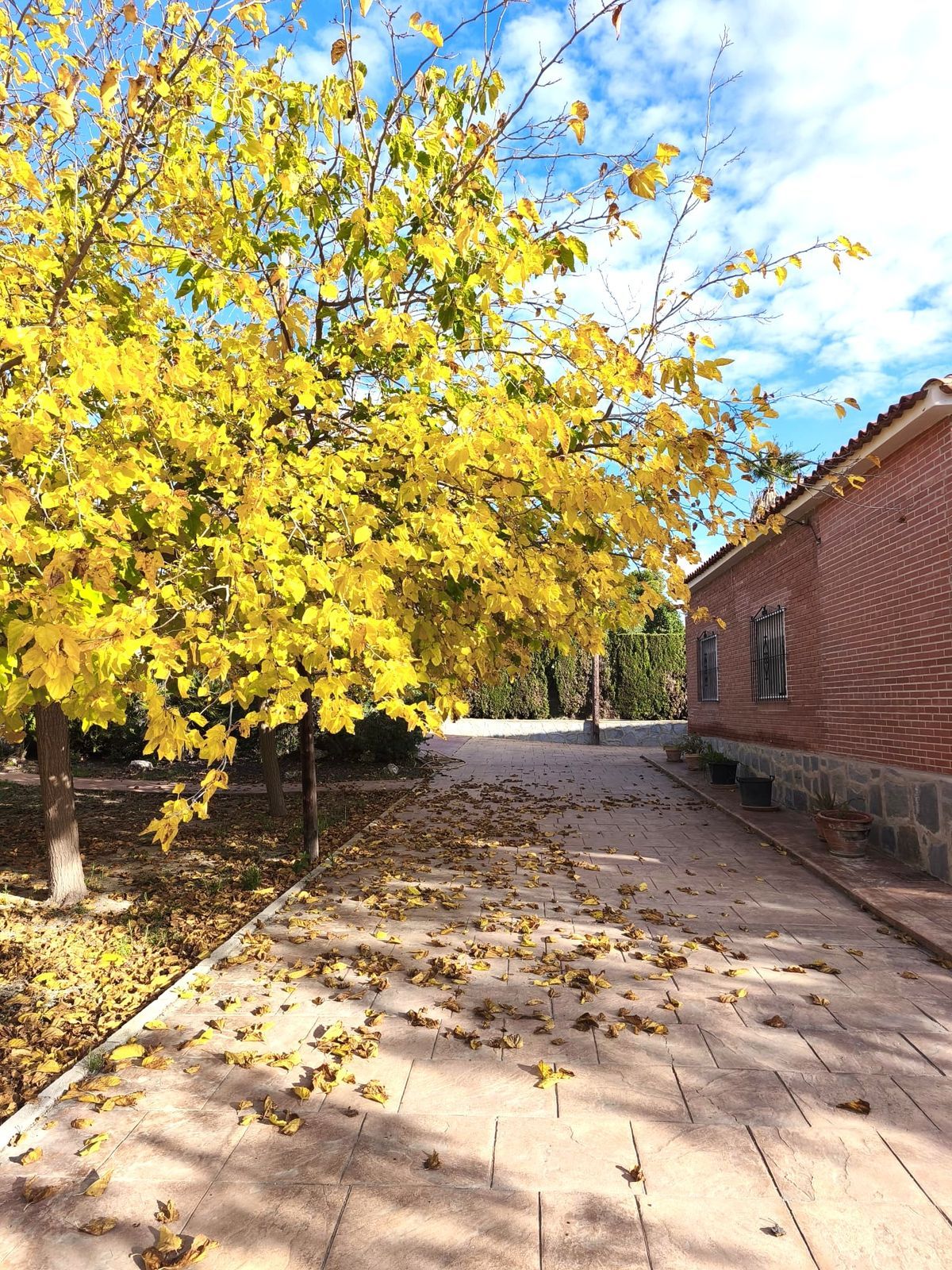 Herfstbladeren op pad naar een huis met gele boom.
