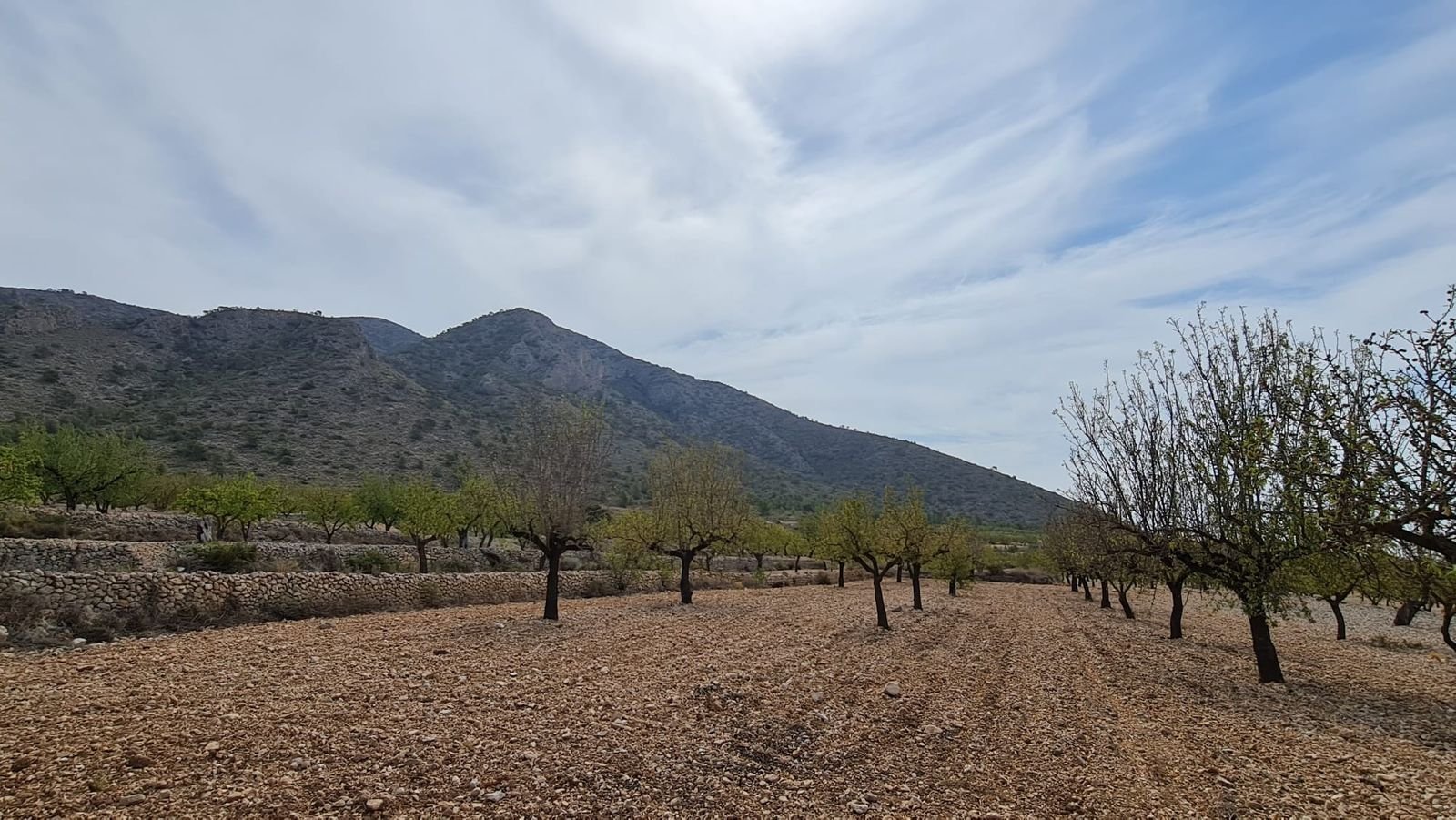 Land in Algueña v Algueña — Pozemok