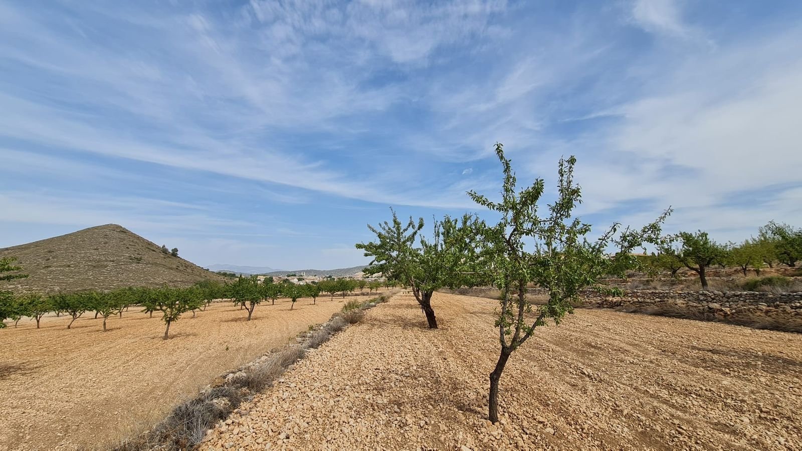 06 olive grove landscape