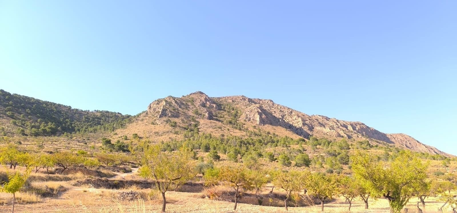 Land in Algueña v Algueña — Pozemok