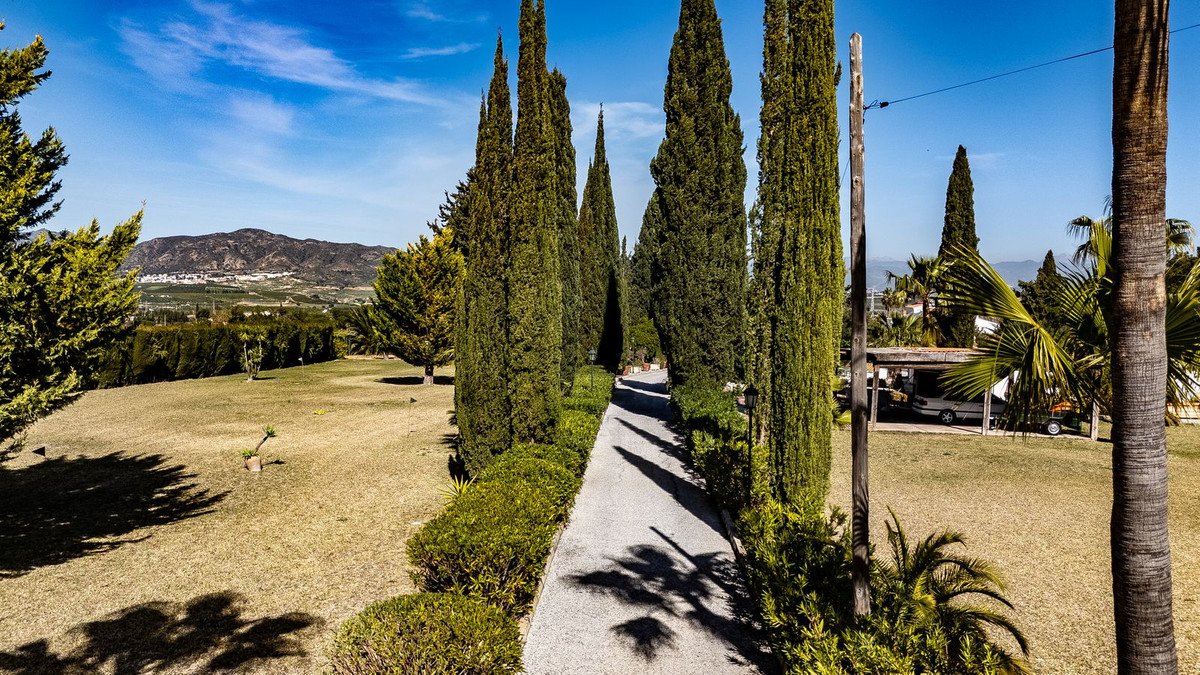 A long driveway lined with cypress trees leads towards a house with a mountain view in the distance.