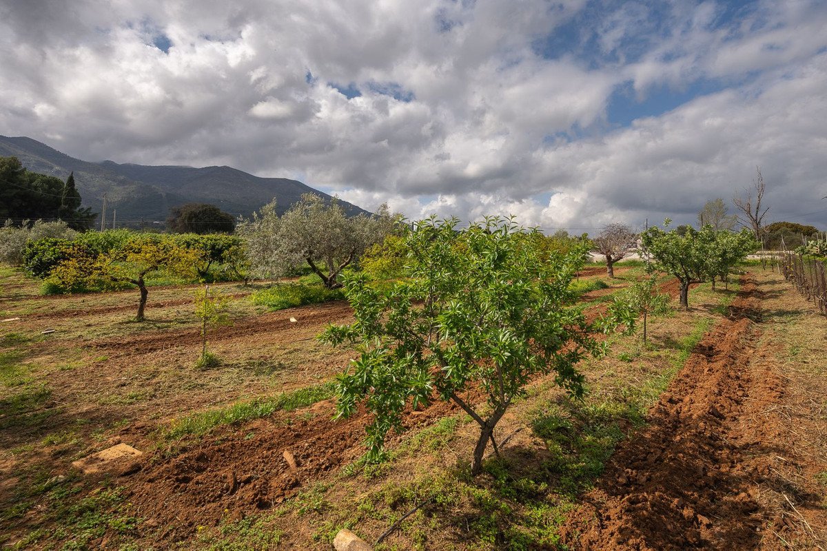 Orchard with young trees, tilled soil, and mountain views under cloudy sky.