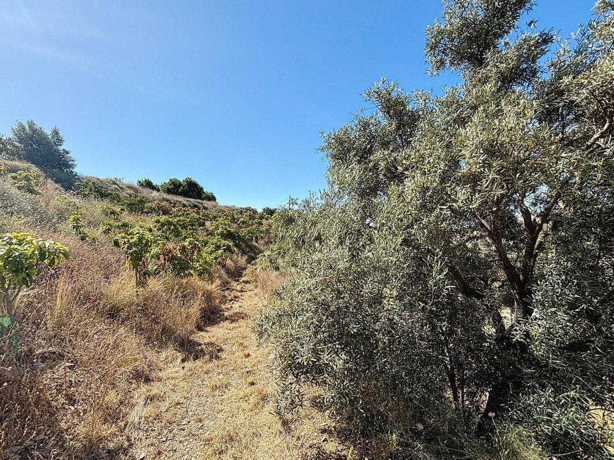 Pad door een wijngaard onder een heldere blauwe lucht.