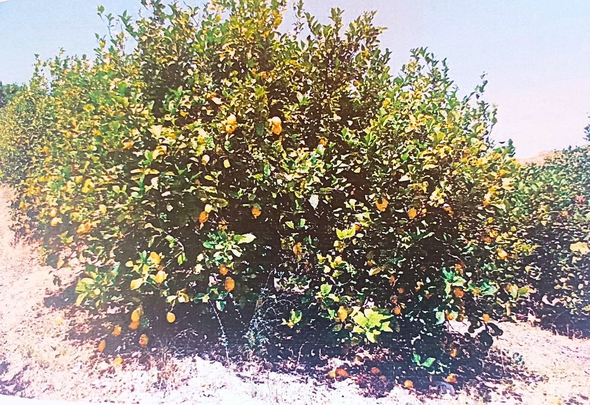 04 photo