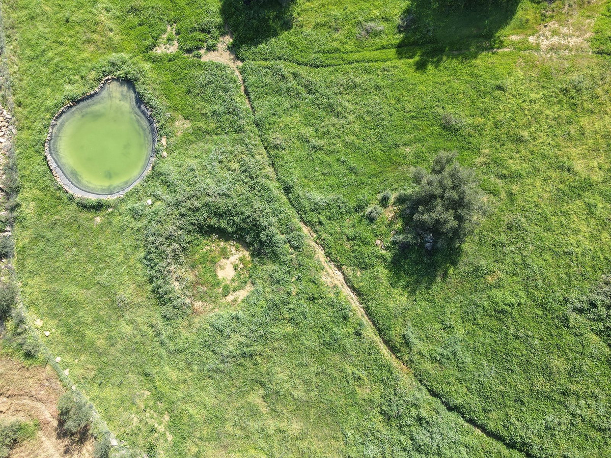 Luchtfoto van een groen veld met vijver en boom.