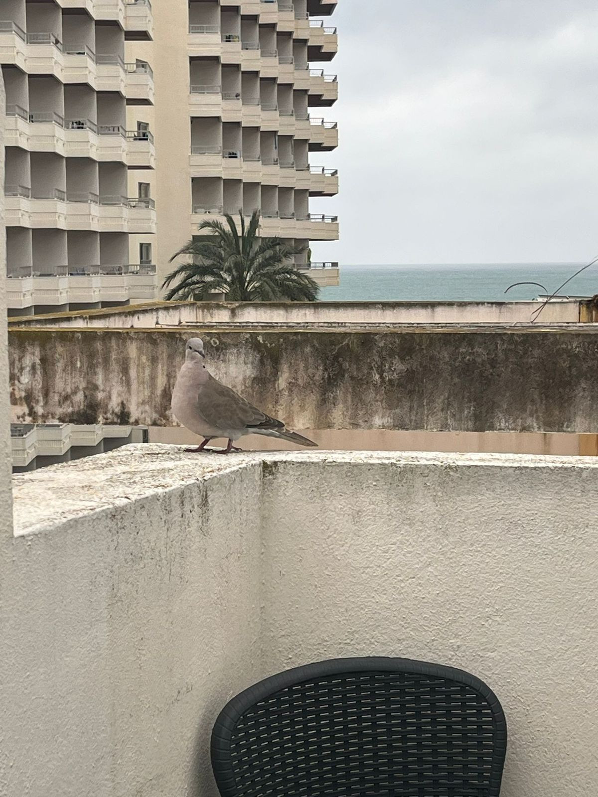 Duif op terras met uitzicht op zee en gebouw