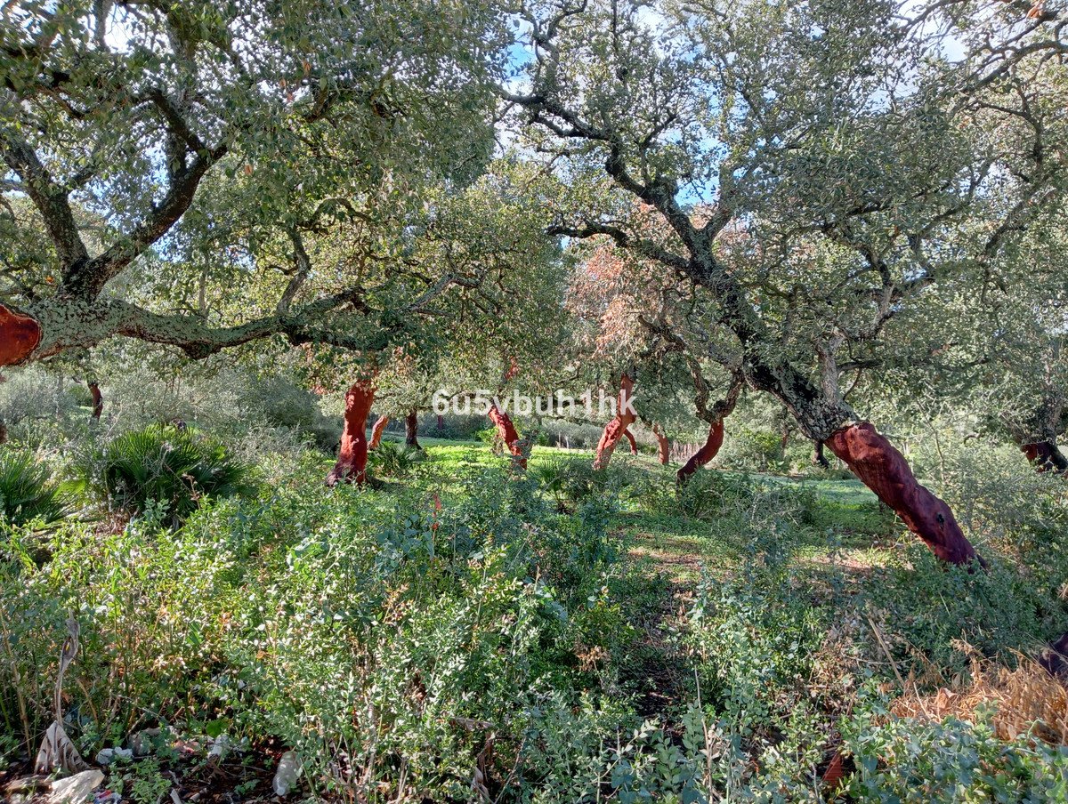 Land in Barbate in Barbate — 