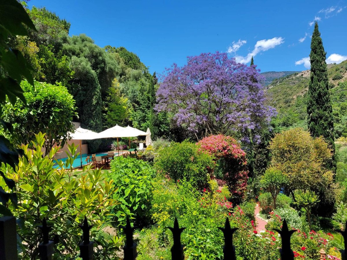 A lush garden with a pool, white umbrellas, and a vibrant purple jacaranda tree under a clear blue sky.