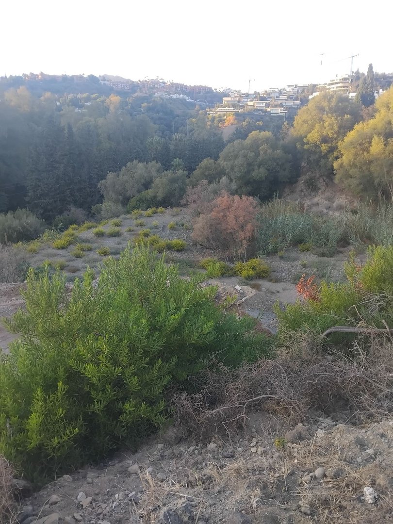 A view of a hillside landscape with various trees, shrubs, and distant buildings under a hazy sky.