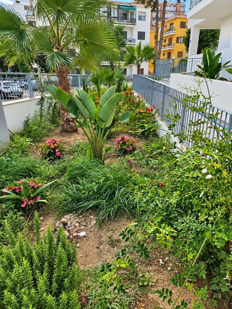 Lush garden with palm trees, colorful flowers, and greenery in a residential area