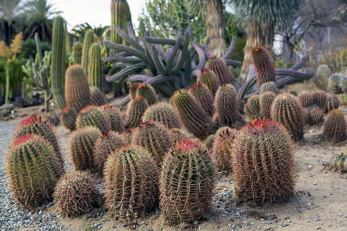 A garden filled with various cacti and succulents, showcasing a vibrant and diverse plant collection.
