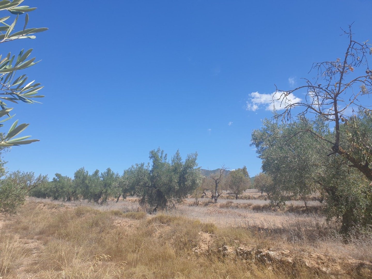 04 dry land olive trees