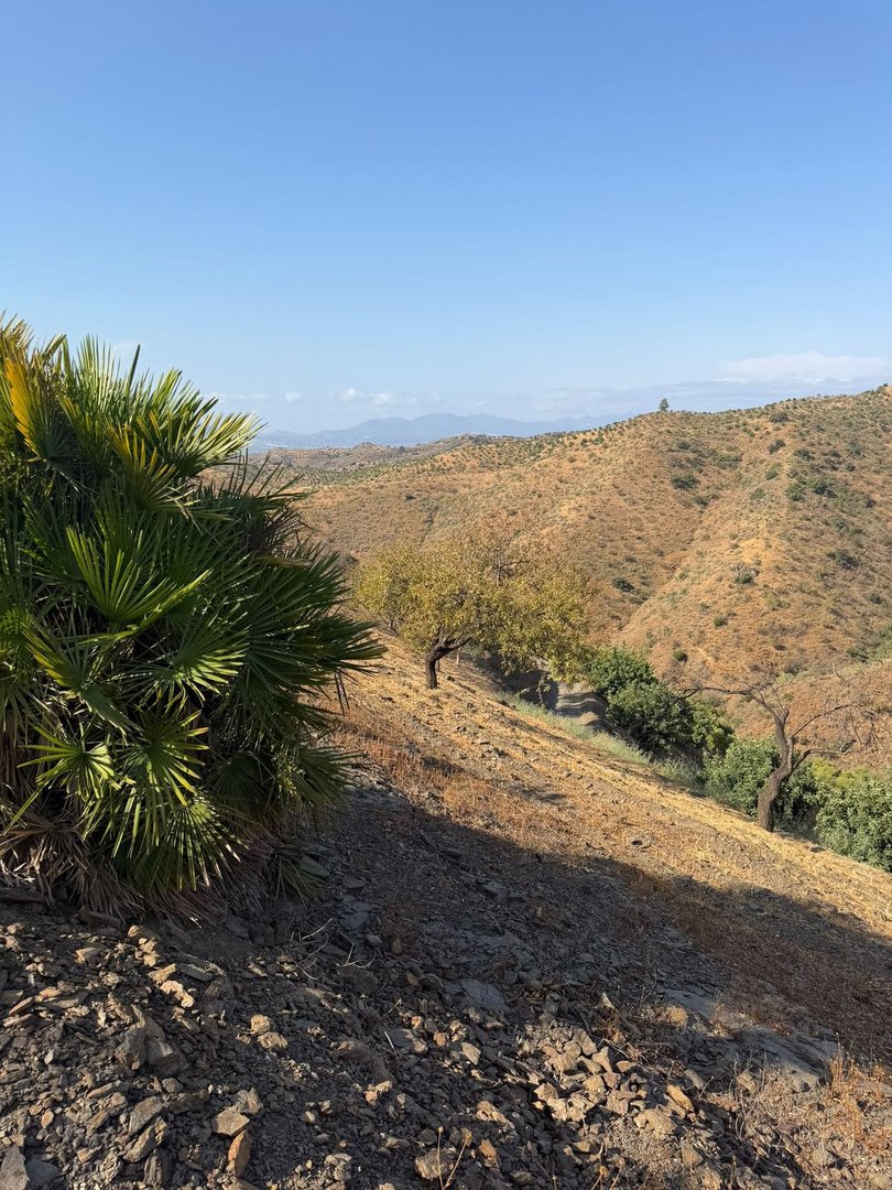 A scenic view of rolling, dry hills under a clear blue sky, featuring palm fronds in the foreground and sparse trees.