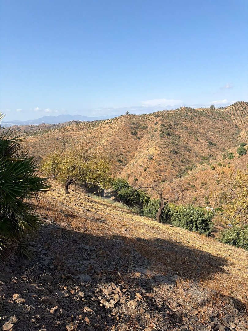 A sunny rural landscape with rolling hills covered in dry vegetation, olive groves, and scattered trees under a clear blue sky.