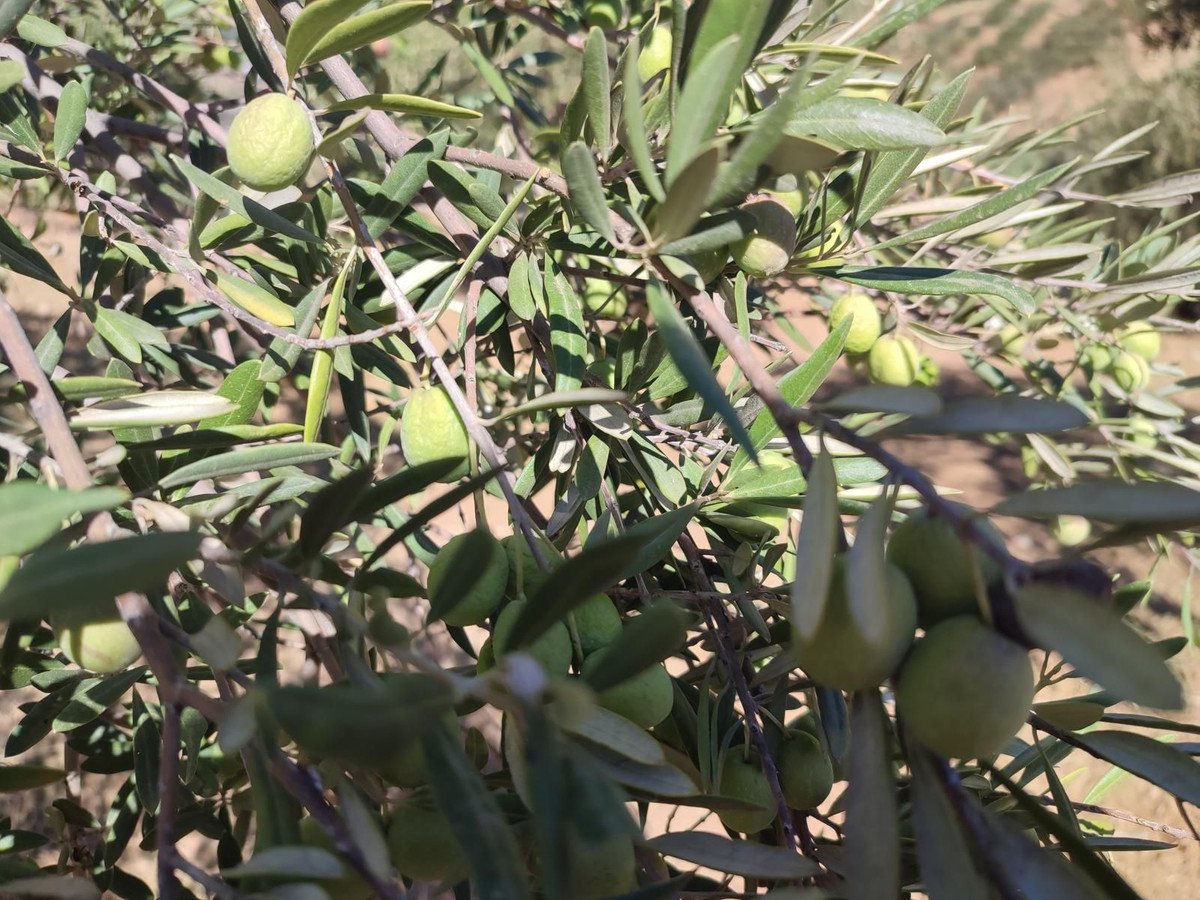 Land in Casarabonela 위치 Casarabonela — 토지