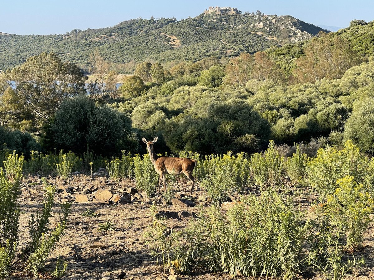 2 Bed Finca in Castellar de la Frontera in Castellar de la Frontera, 