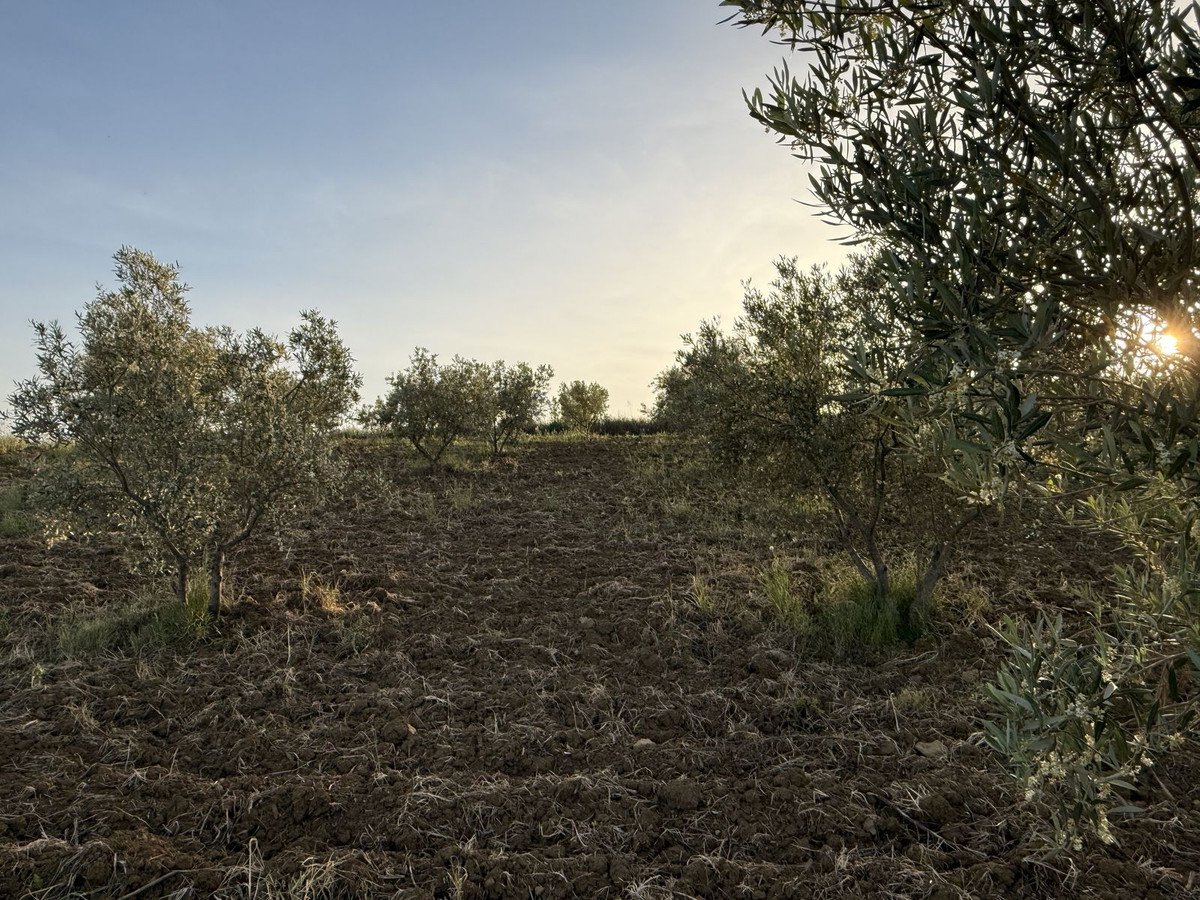 Land in Coín in Coín, Land