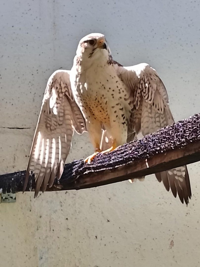 Large bird of prey perched on a rooftop with outstretched wings